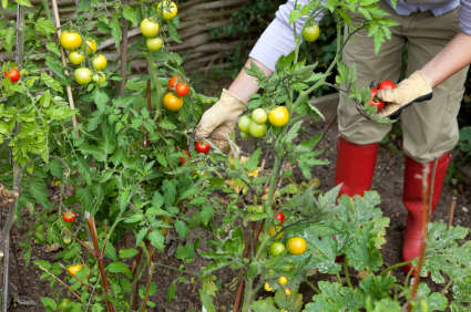 Community Garden The rewards of community gardening come in many varieties aside from the bounty of fresh fruit.