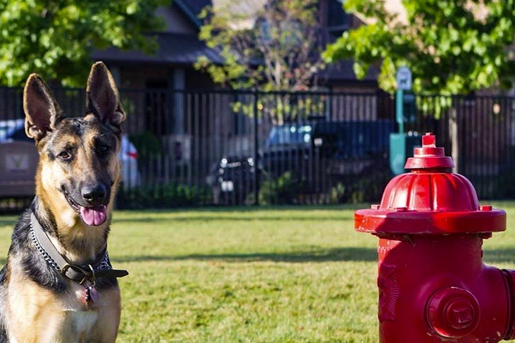 Take your pet into retirement by checking out these pet-friendly communities.