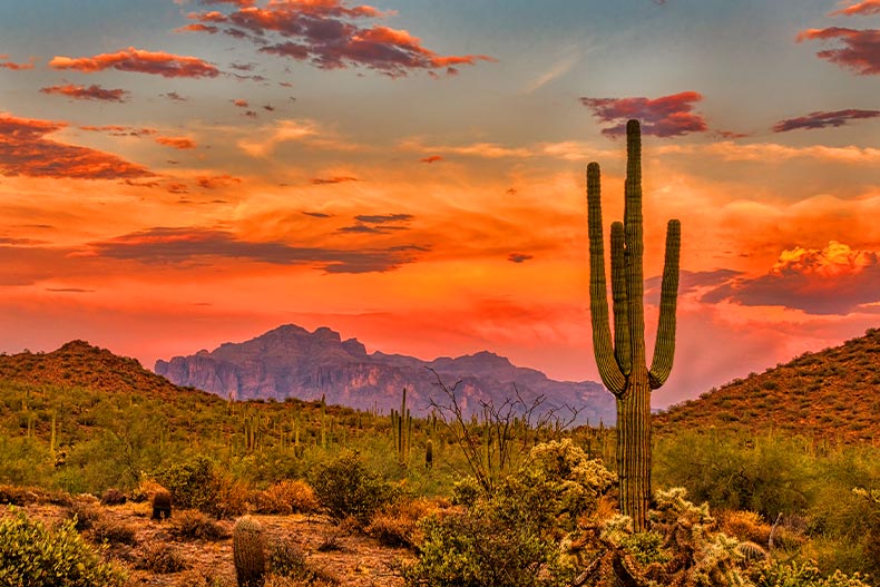 A tall saguaro cactus in the Sonoran Desert at sunset located outside of Phoenix, Arizona
