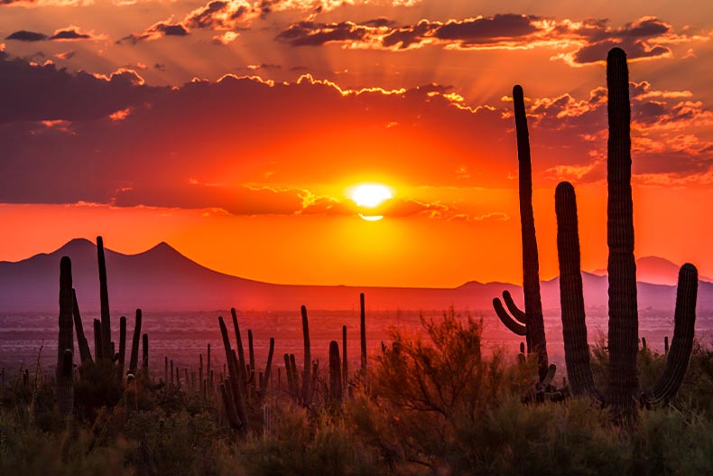 Saguaro cactuses with distant mountain peaks in the background at during an Arizona sunset