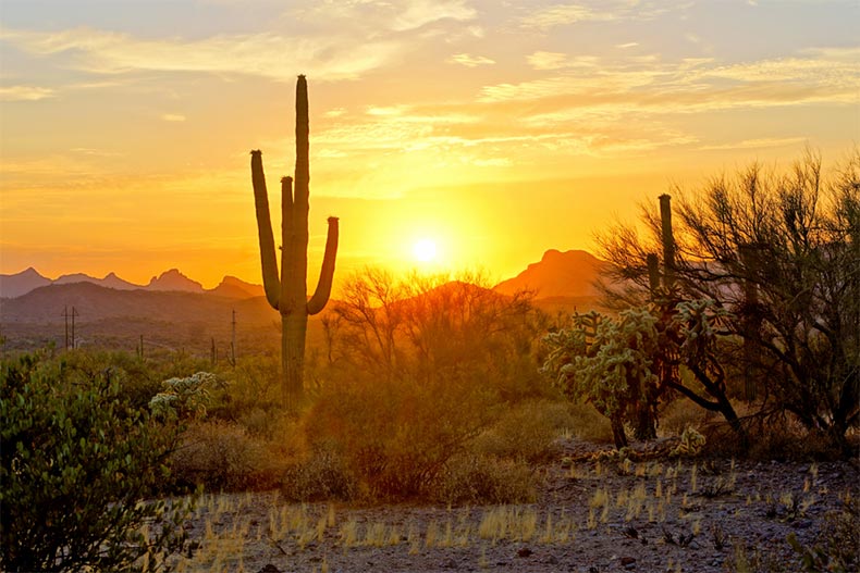 Sunset view of the Arizona desert with Saguaro cacti and mountains in the background