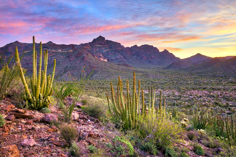 Sunrise view of Organ Pipe Cactus National Monument in Arizona