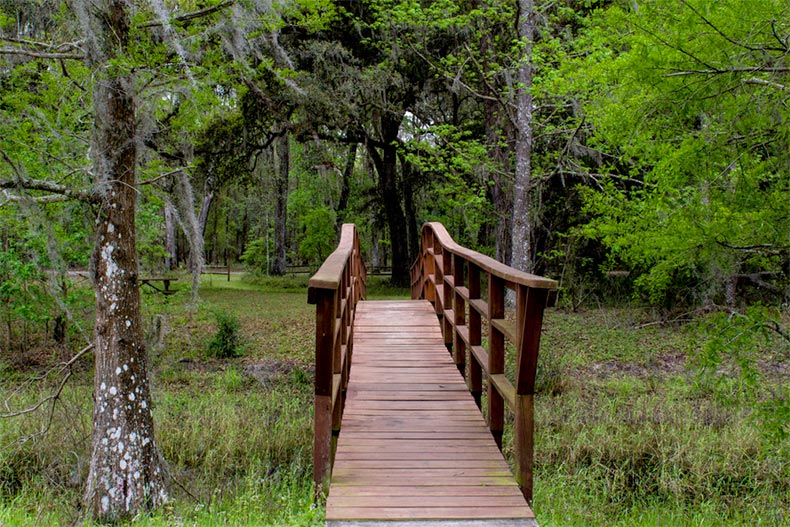 A bridge in the woods of Withlacoochee State Forrest in Brooksville, Florida
