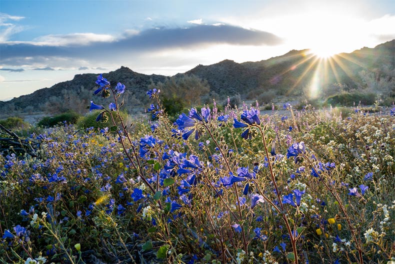 A sunrise view of Canterbury Bells in Joshua Tree National Park during California's super bloom