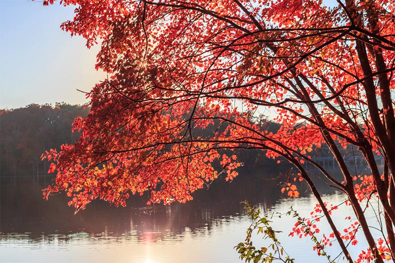 Red maple leaves beside Lake Johnson in Raleigh, North Carolina during the fall
