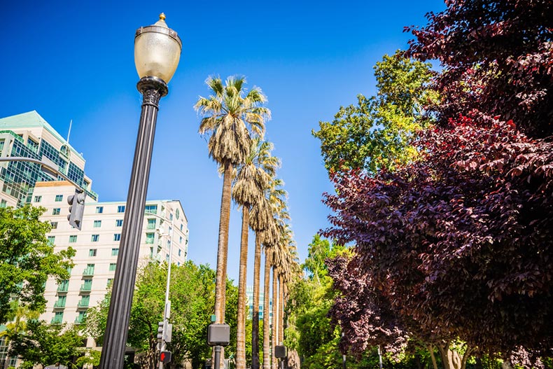 A lamp post and palm trees in Sacramento, California