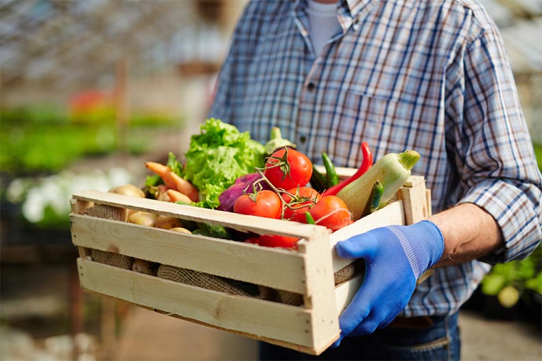 Closeup on the hands of a man standing in a greenhouse and carrying a wooden box full of fresh vegetables
