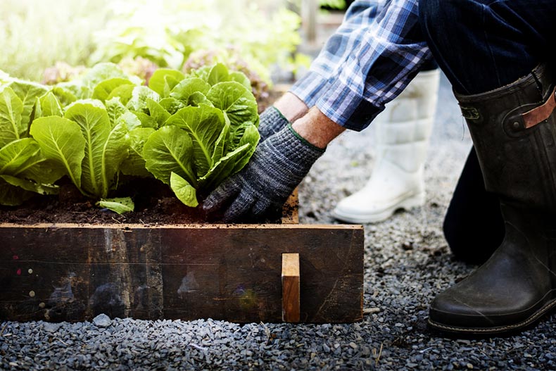 Active adult couple picking vegetable from backyard garden