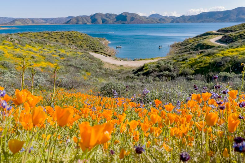 Close up shot of orange poppy flowers in bloom at Diamond Valley Lake near Hemet, California
