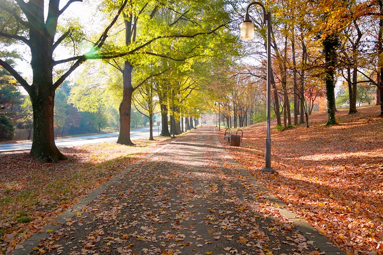 A tree-lined road leading to Historic Old Salem in Winston Salem, North Carolina