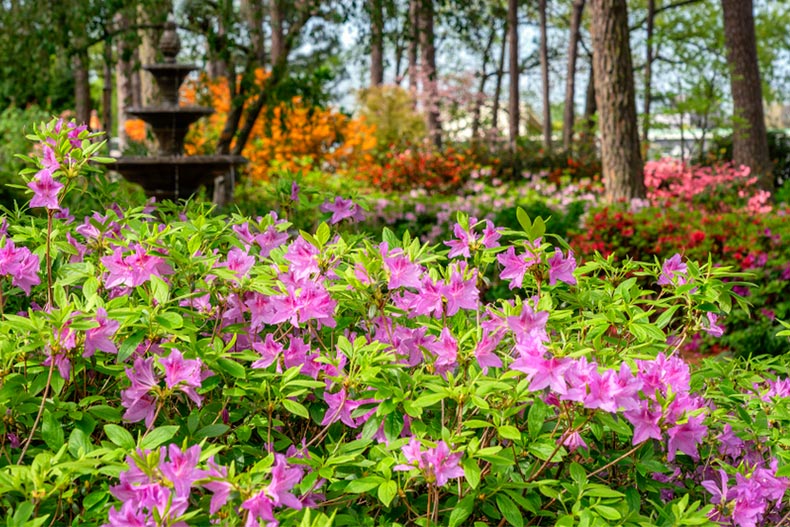 Purple flowers at the Azalea and Flower Garden in Raleigh, North Carolina