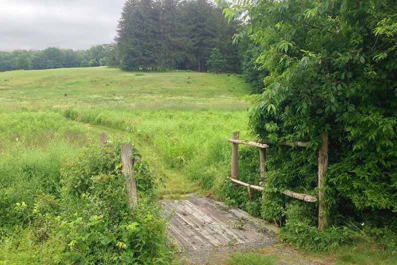 Green grass and trees in Monarch Meadows at Lasdon Park in Somers, New York