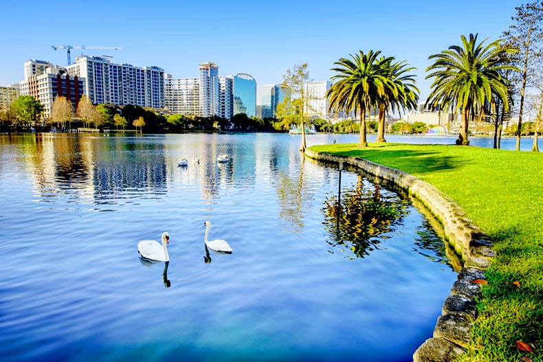 Two swans in the water at Lake Eola Park in Orlando, Florida with the view of the city skyline in the background