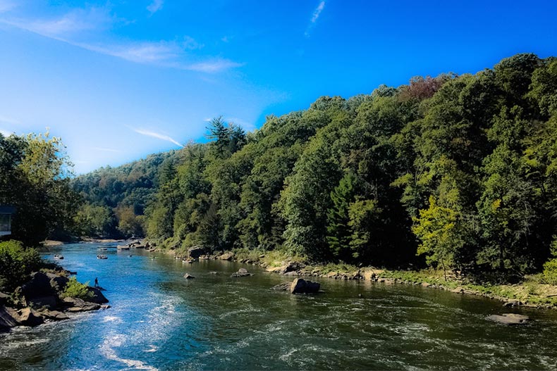 Green trees lining a river in Pennsylvania during the summertime