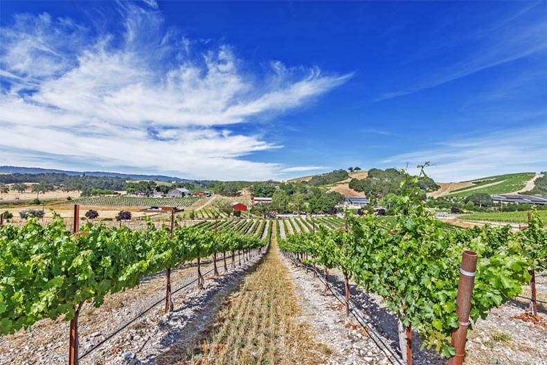 A vineyard on the scenic hills of the California Central Coast near Paso Robles, California
