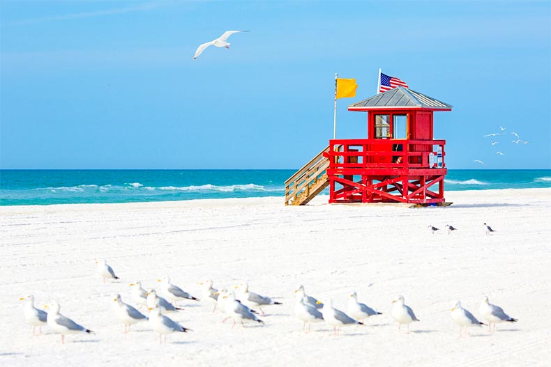 Seagulls and a lifeguard stand on a beach in Sarasota, Florida