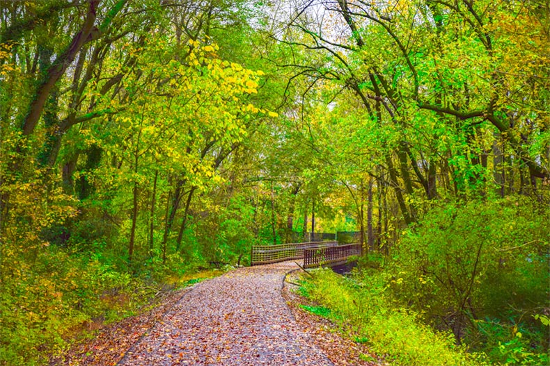 Green trees surrounding Swamp Rabbit Trail in Downtown Greenville, South Carolina