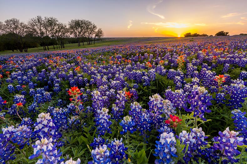 A field of Texas wildflowers at sunset