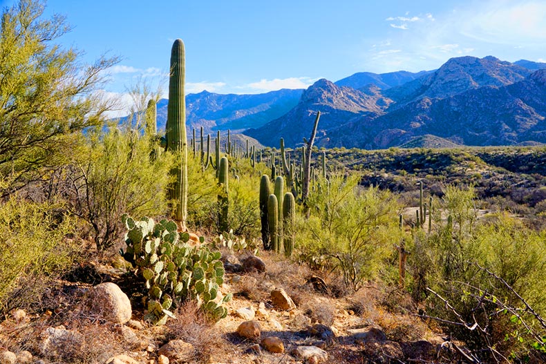 Cacti in Catalina State Park near Tucson, Arizona
