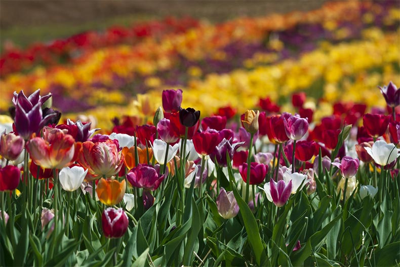 A field of colorful tulips in Haymarket, Virginia