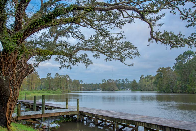 A tree and a dock on a riverbank in Albany, Georgia