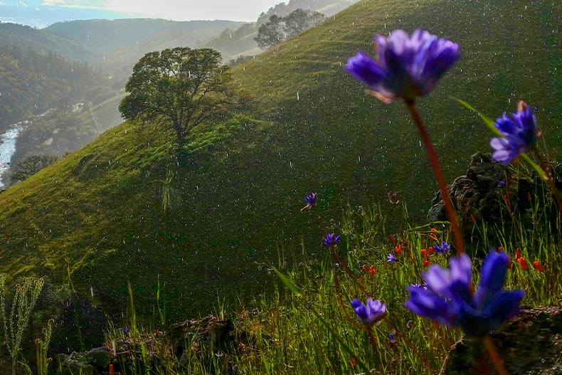 Photo of purple wildflowers overlooking Mokulmne River in Amador County, California