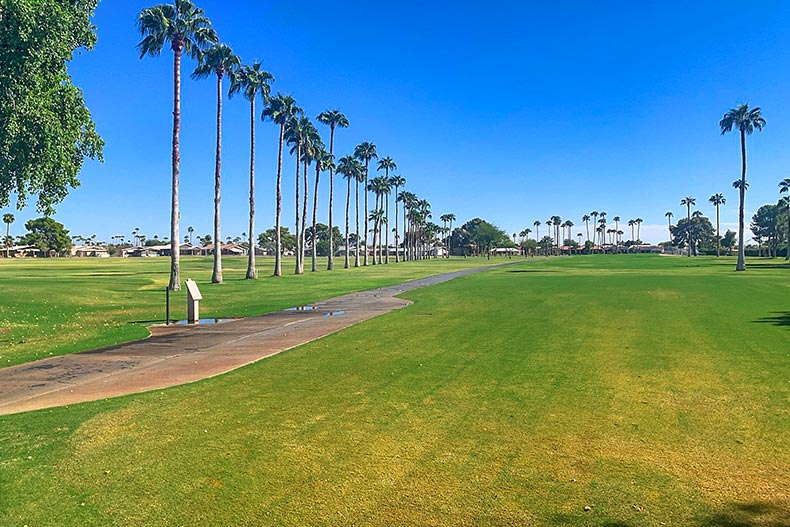 Palm trees on the golf course at Apache Wells in Mesa, Arizona