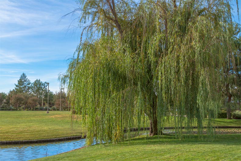 A Weeping Willow tree in a suburban park in Apple Valley, California