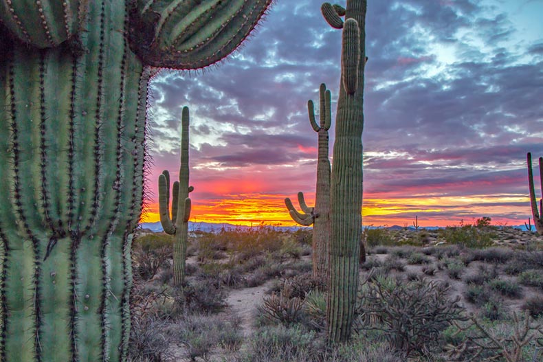 A sunset and saguaro cactus in McDowell Sonoran Preserve near Scottsdale, Arizona
