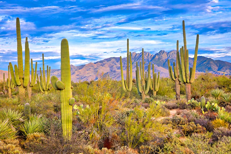 Saguaro and Four Peaks near Phoenix, Arizona