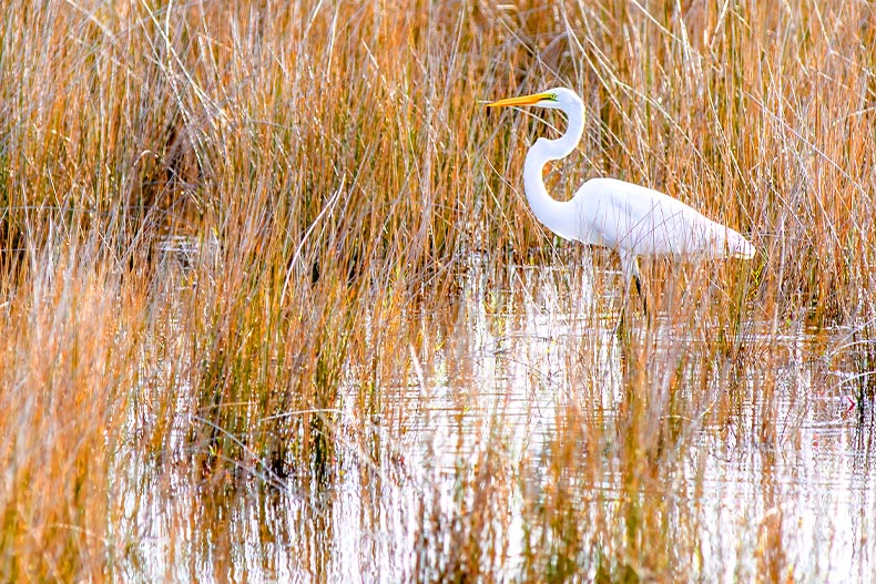 A white egret wading in a marsh at Canaveral National Seashore in Florida