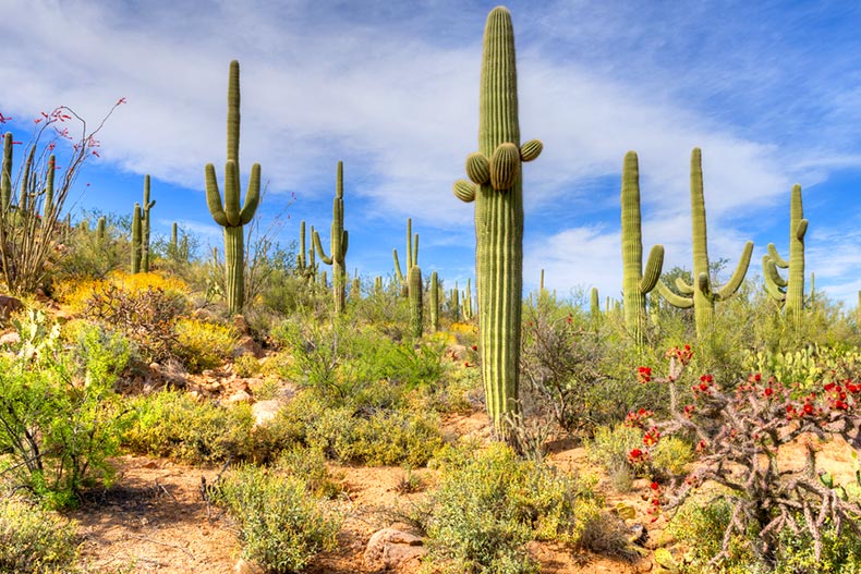 Blooming Cholla and Ocotillo in the Sonoran Desert near Phoenix, Arizona