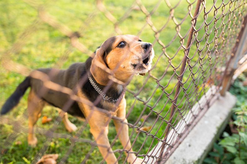 A small puppy barking behind a chainlink fence