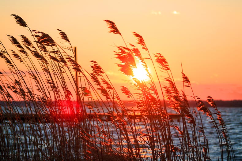 Sunset viewed through grassy plants along Barnegat Bay in Lavallette, New Jersey