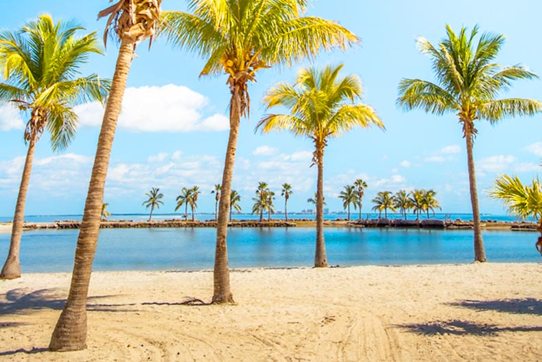 Palm trees dotting a beach in Florida