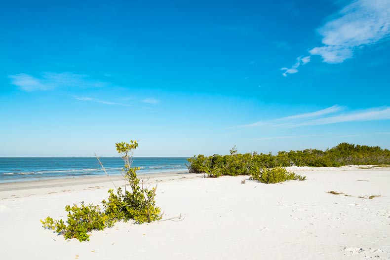 Green foliage and white sand on Fort Myers Beach on the west coast of Florida