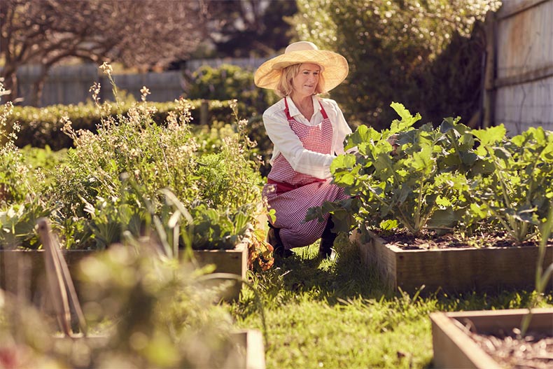 A senior woman wearing a sun hat and kneeling near the raised plant beds in her vegetable garden