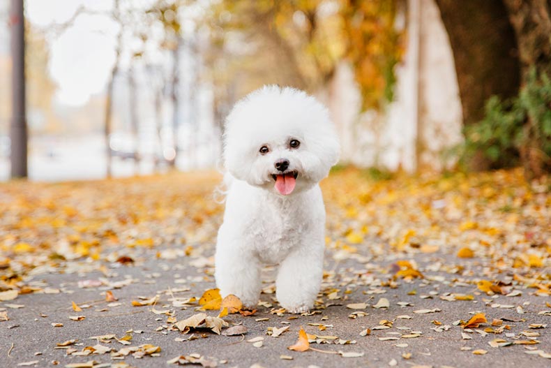 A Bichon Frize dog walking on a paved path in autumn
