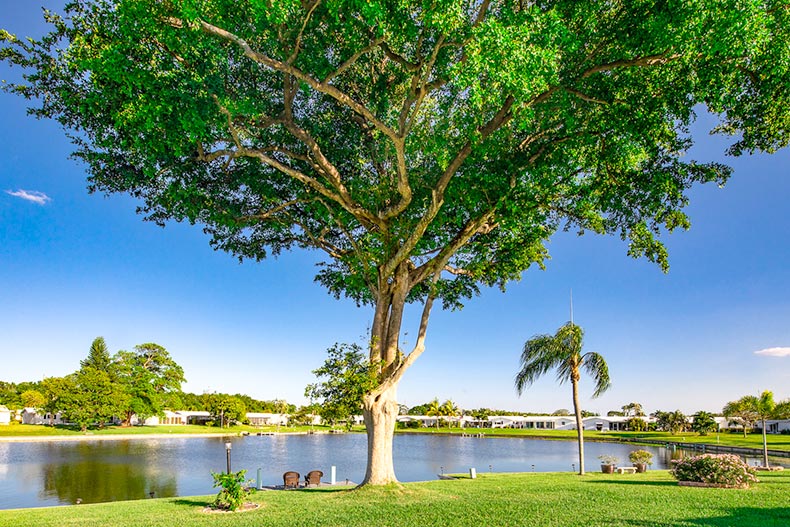 A large tree at the edge of a pond on the grounds of Boynton Leisureville in Boynton Beach, Florida