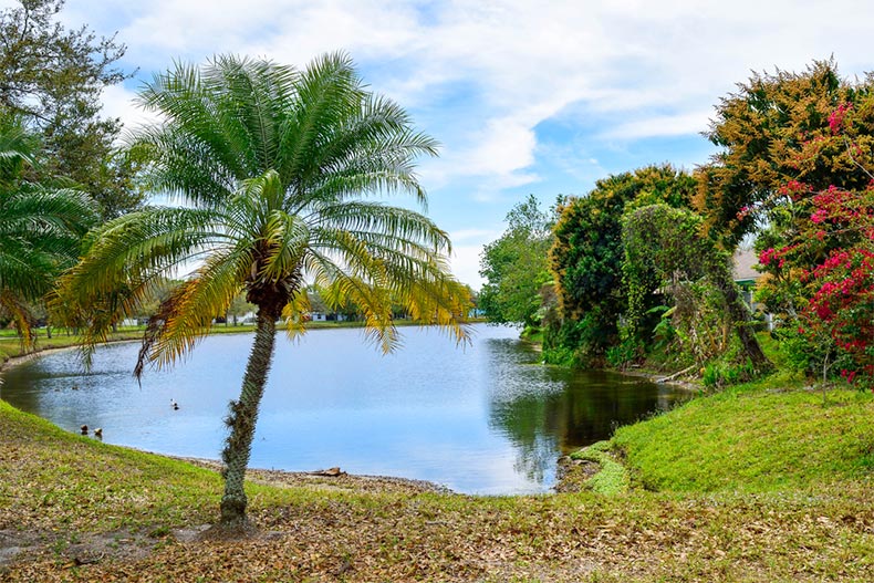 A palm tree and other greenery beside a pond in Bradenton, Florida