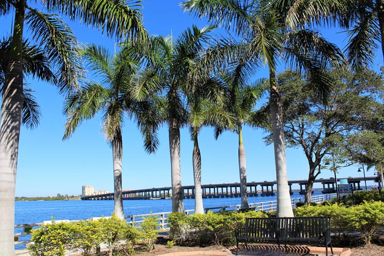 Palm trees along the Manatee Riverwalk in Bradenton, Florida