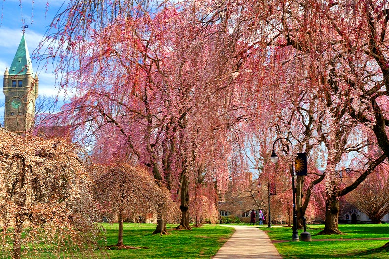 Pink weeping cherry blossom trees on the campus of Bryn Mawr in Pennsylvania
