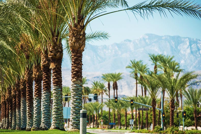Palm trees lining a road in Coachella Valley in California