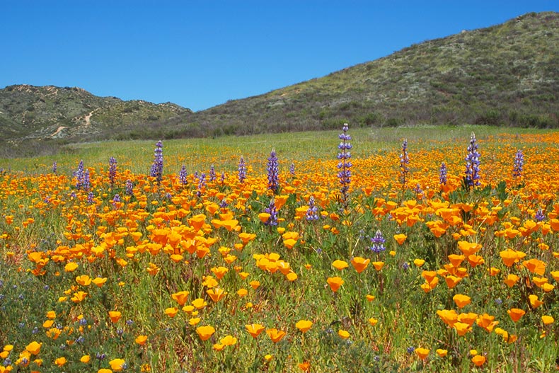 Spring flowers in bloom on a hillside in Murrieta, California