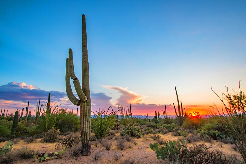Sunset view of a field of cacti in Tucson, Arizona