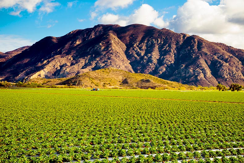 View of a strawberry field in Camarillo, California with a mountain in the background