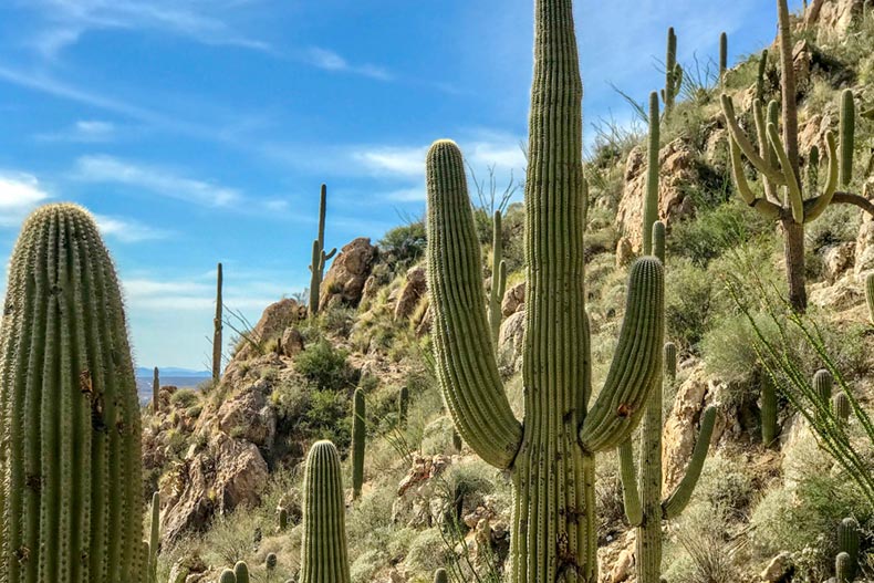 Saguaro cacti in Catalina State Park in Arizona