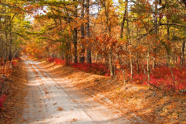 Photo of a country road during autumn in Ocean County, New Jersey