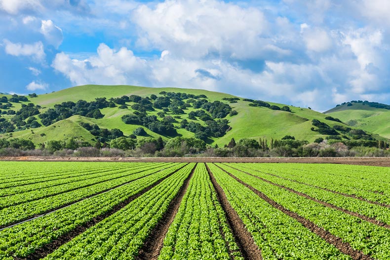 Rows of lettuce crops in the fields of Salinas Valley in Central California