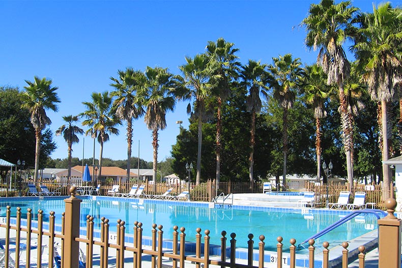 Palm trees surrounding the outdoor pool at Cherrywood in Ocala, Florida